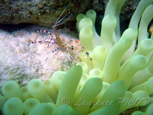 periclimenes yucatanicus.JPG